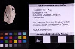 Foto (Objekt + Etiketten) von Mundopsidae indet. (NHMW-GEO-1990-0041-0490)